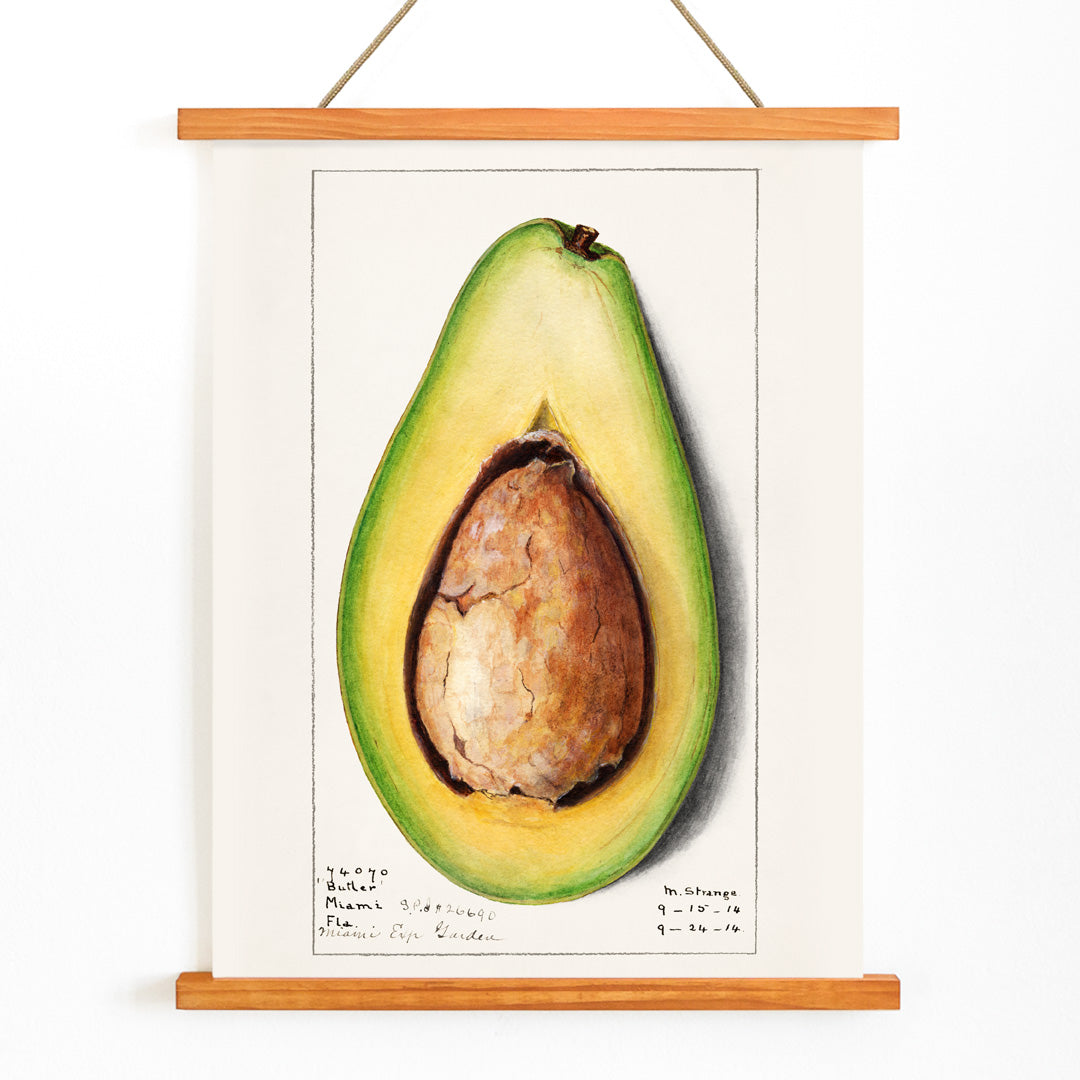 Botanical illustration and poster of a realistic avocado Persea by Amanda Almira Newton suitable for kitchen wall decor, with wooden magnetic frame on white background