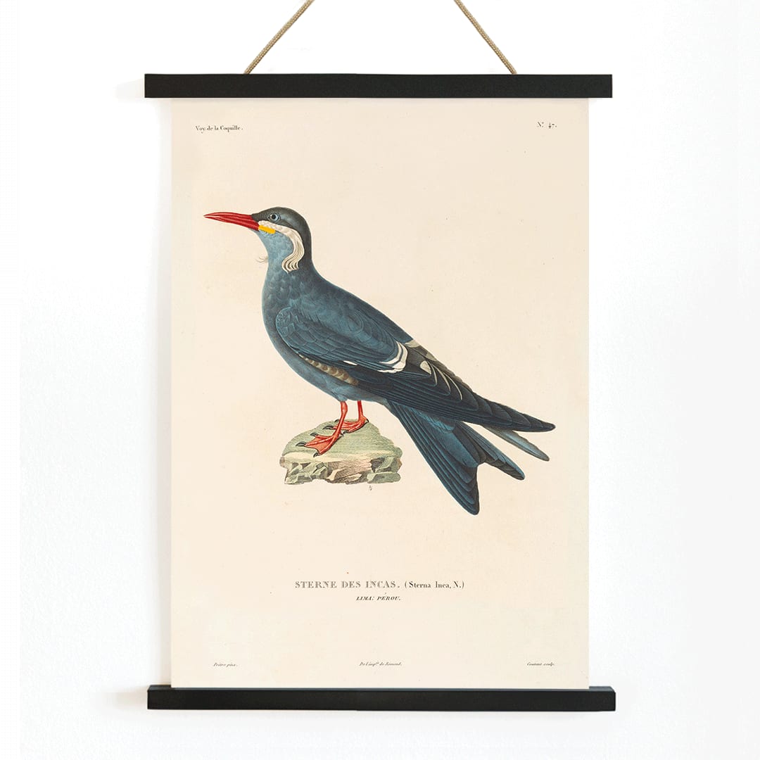 Stern des Incas bird illustration and poster by Louis Isidore Duperrey from Voyage autour du monde Pl 153 bird standing on rock, with wooden magnetic frame on white background