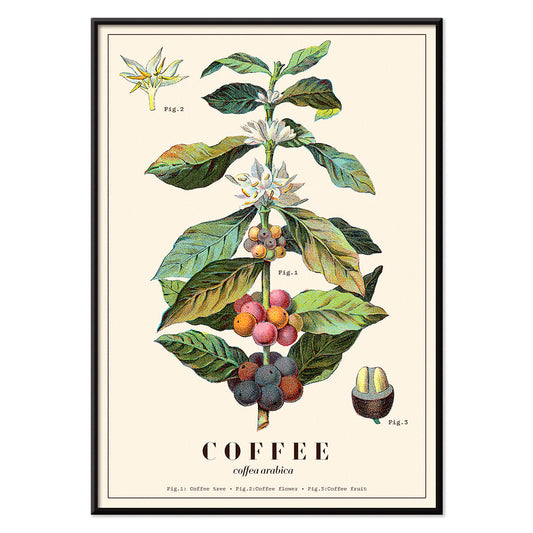 Botanical illustration of Coffea arabica plant with fruits and flowers by Davis Sacker and Perkins, with black aluminium frame on white background