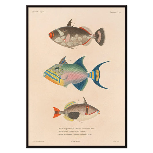 Colorful fish illustrations poster by Louis-Isidore Duperrey from Voyage autour du monde Pl 016, with black aluminium frame on white background