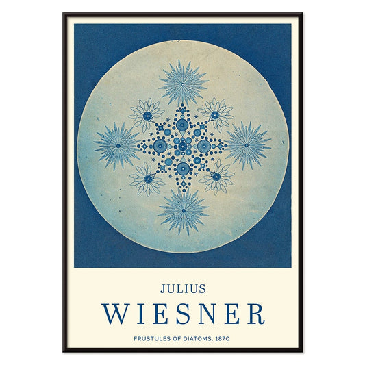 Frustules of Diatoms cyanotype artwork and poster by Julius Wiesner featuring intricate blue diatom designs on a circular background, with black aluminium frame on white background