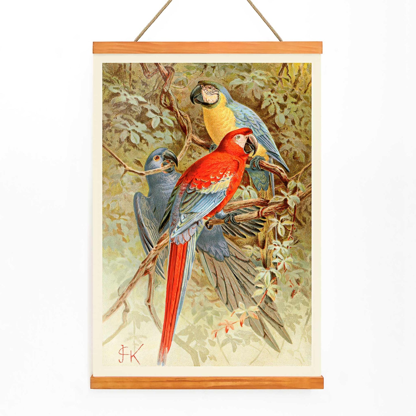 Colorful macaws perched on tree branches in a lush forest vibrant macaw artwork poster, with wooden magnetic frame on white background