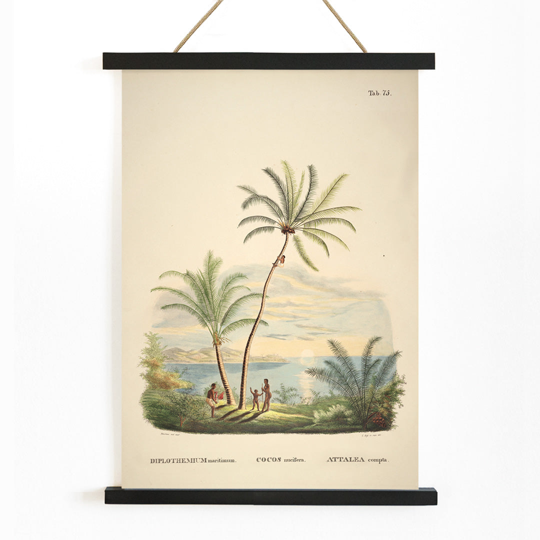 Attalea compta palm trees with people by Carl Friedrich Philipp von Martius tropical illustration and poster for wall decor, with wooden magnetic frame on white background