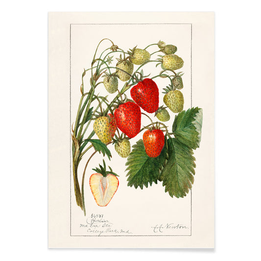 Botanical illustration poster of strawberries with leaves by Amanda Almira Newton titled Strawberries Fragaria perfect for wall decor, with black aluminium frame on white background