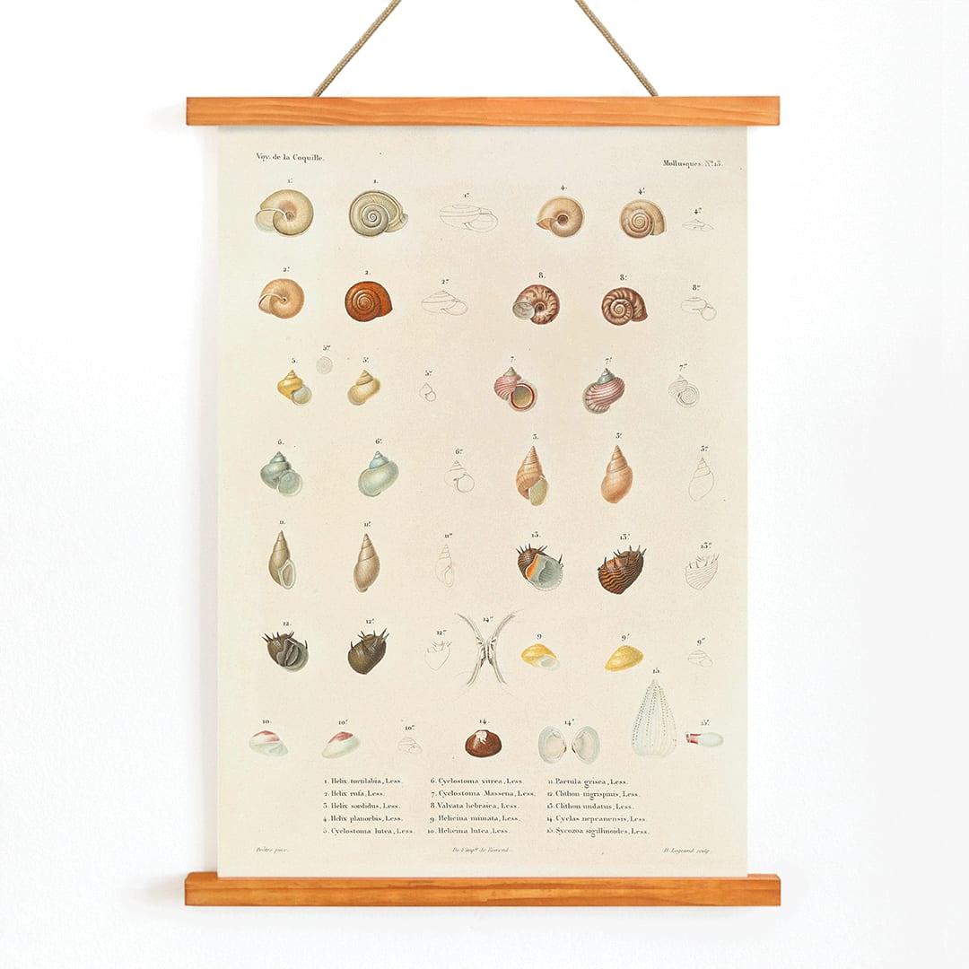 Sea shells illustration and poster from Voyage autour du monde by Louis Isidore Duperrey Pl 058, with wooden magnetic frame on white background