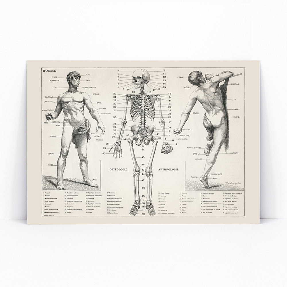 Vintage anatomical poster showing human body and skeleton anatomical diagrams by Larousse Pierre Auge and Claude, framed and displayed in modern living room decor