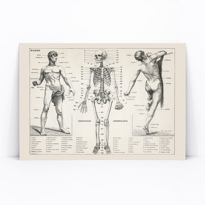 Vintage anatomical poster showing human body and skeleton anatomical diagrams by Larousse Pierre Auge and Claude, framed and displayed in modern living room decor