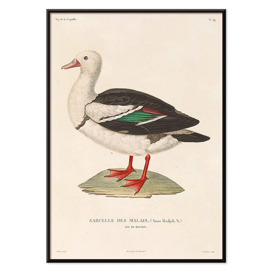 Voyage autour du monde Pl 155 Bird illustration and poster by Louis Isidore Duperrey featuring Sarcelle des Malais bird artwork, with black aluminium frame on white background