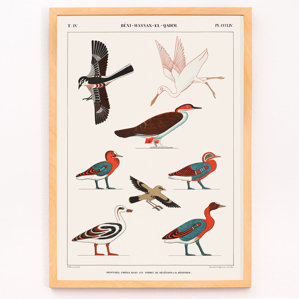 Closeup detail of Colorful ancient Egyptian bird illustrations by Jean Francois Champollion from tomb paintings of Nevoethph and Menothph poster