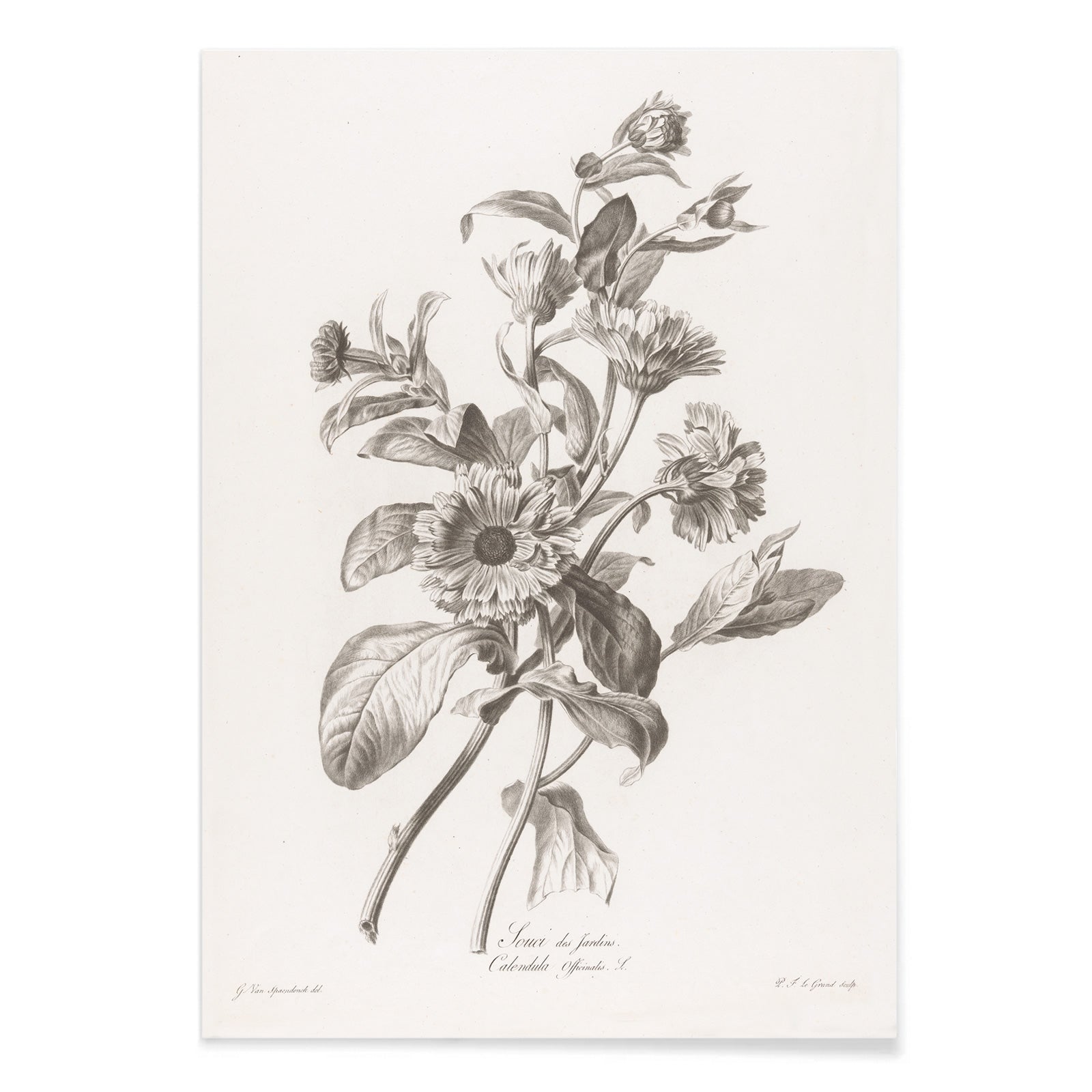 Black and white botanical illustration of marigold flowers by Pierre Francois Legrand titled Black and White Marigold poster, with black aluminium frame on white background