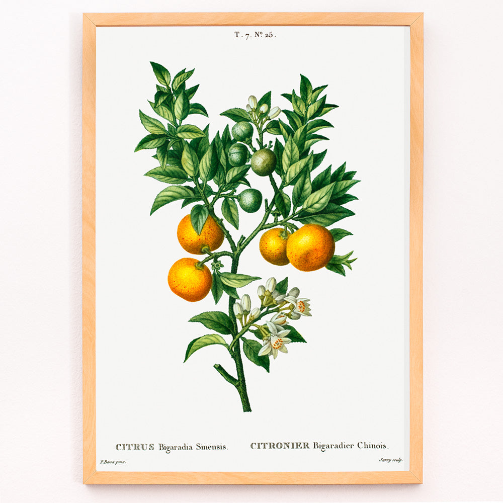 Closeup detail of Bitter sweet oranges on a branch botanical illustration by Pierre Joseph Redoute Citrus Bigaradia Sinensis artwork poster