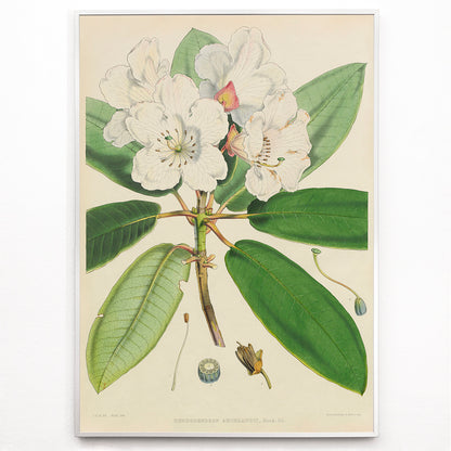 Closeup detail of Botanical illustration of white rhododendron flowers and leaves from The Rhododendrons of Sikkim-Himalaya by Joseph Dalton Hooker poster
