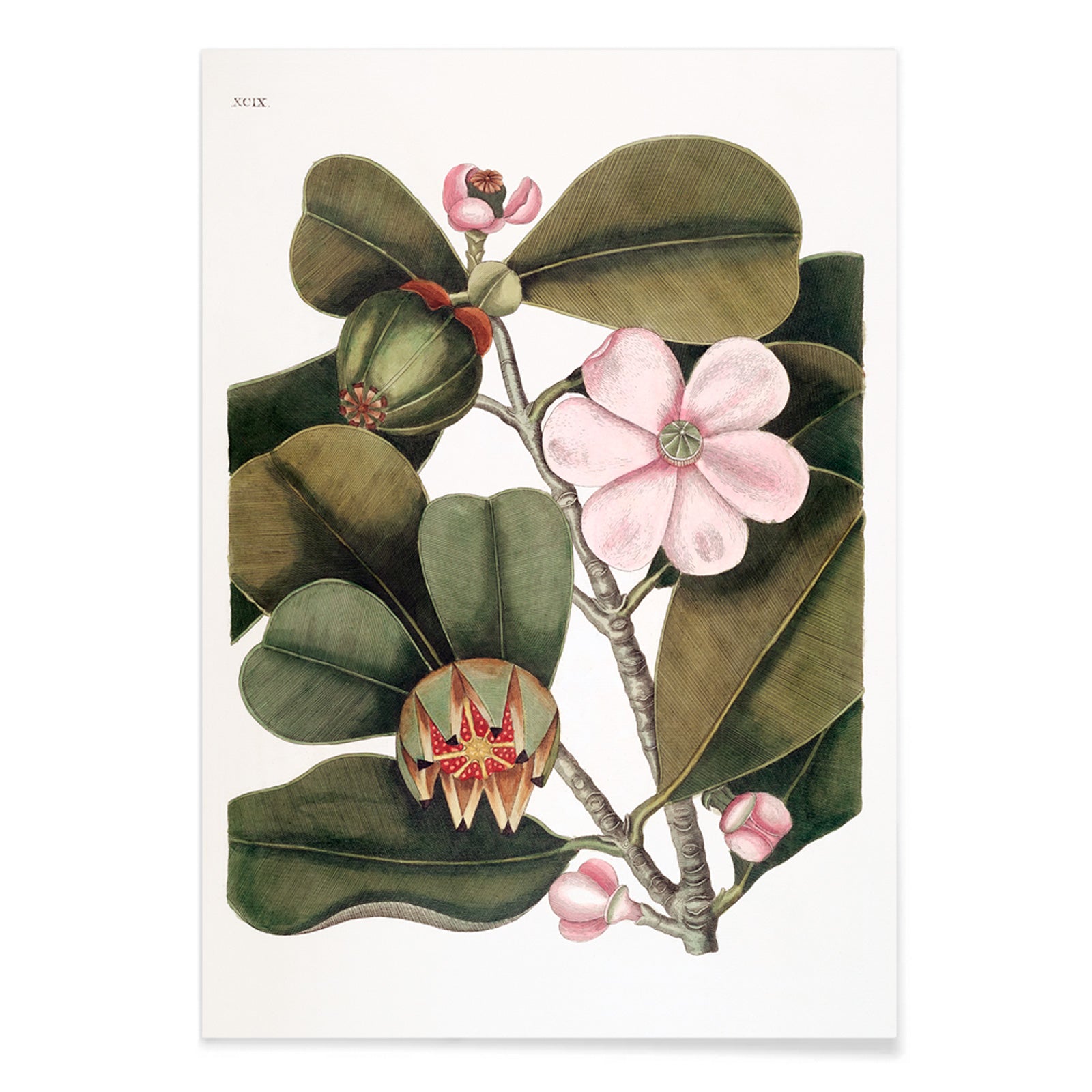 Balsam Tree botanical illustration with pink flowers and green leaves from The natural history of Carolina Florida and the Bahama Islands by Mark Catesby, with black aluminium frame on white background