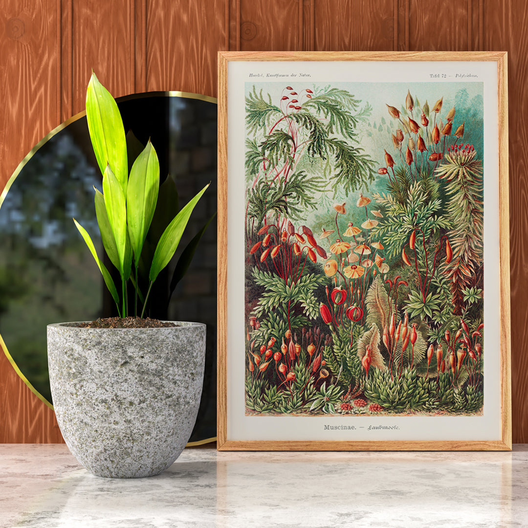 Vibrant botanical illustration of mosses plants and fungi by Ernst Haeckel Muscinae Laubmoose Kunstformen der Natur poster, framed and displayed in home decor