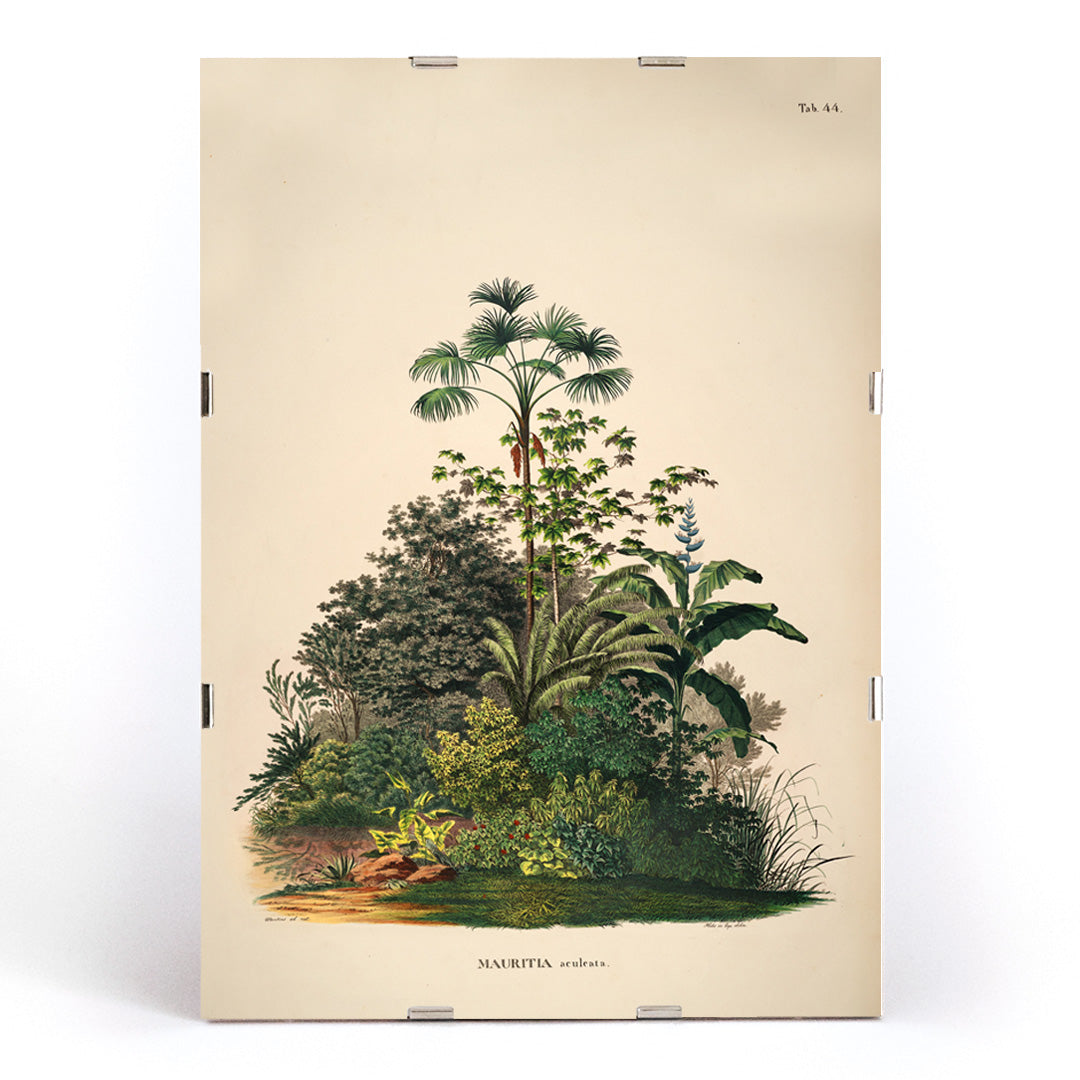 Botanical illustration poster of Mauritia Armata from Historia Naturalis Palmarum by Carl Friedrich Philipp von Martius featuring detailed tropical plants, framed and displayed in modern living room decor