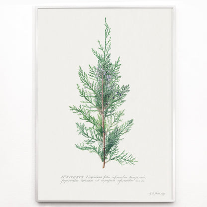 Closeup detail of Botanical illustration of juniper branch by Georg Dionysius Ehret poster wall decor artwork