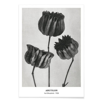 Close up and poster of Abutilon Lime Mallow pods from Urformen der Kunst by Karl Blossfeldt with detailed botanical texture, with black aluminium frame on white background