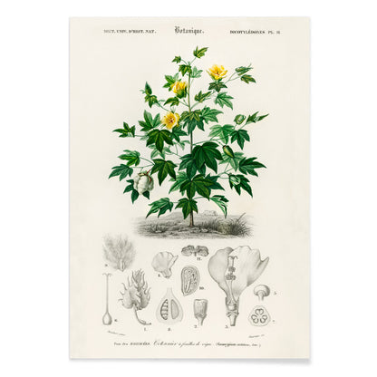 Sea Island cotton botanical illustration by Charles Dessalines D Orbigny with plant details and sketches poster, with black aluminium frame on white background