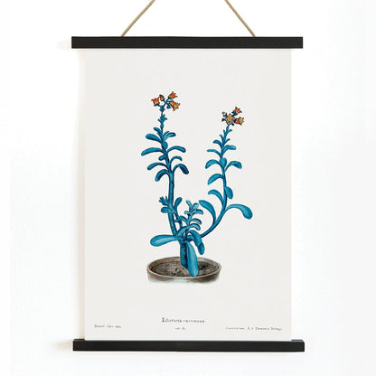 Botanical illustration poster of blue echeveria titled Brown sugar echeveria from Familie Der Cacteen by Echeveria racemosa, with wooden magnetic frame on white background