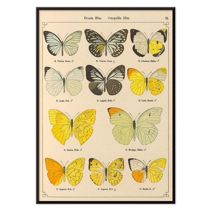 Exotic butterflies illustration and poster by Otto Staudinger titled Exotic Butterflies Pl021 featuring detailed colorful species, with black aluminium frame on white background