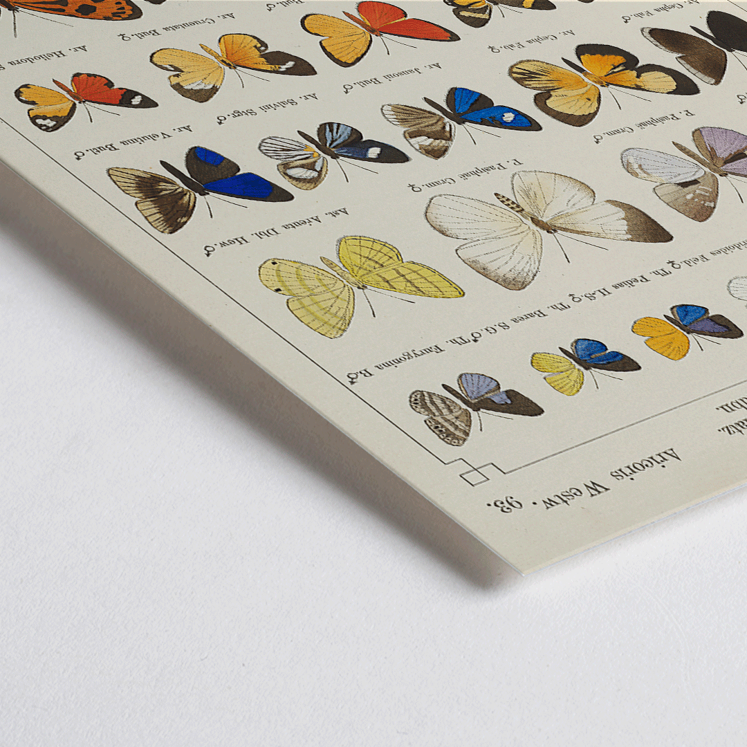 Closeup detail of Colorful exotic butterflies and various butterfly species illustrated in intricate detail by Otto Staudinger Exotic butterflies Pl093