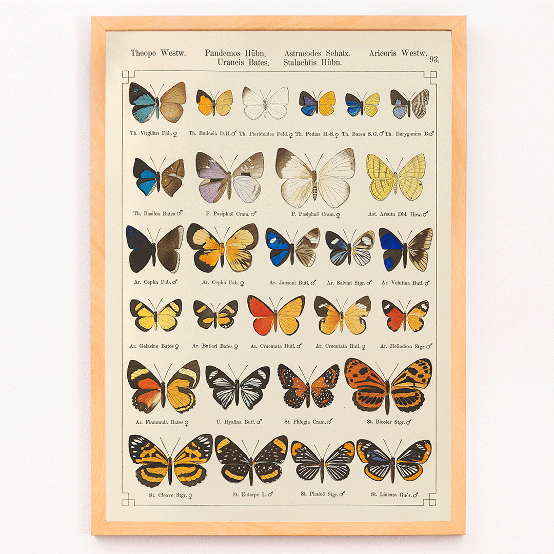 Colorful exotic butterflies and various butterfly species illustrated in intricate detail by Otto Staudinger Exotic butterflies Pl093, framed and displayed in modern living room decor
