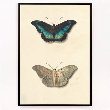 Closeup detail of Colorful detailed butterflies by Georgius Jacobus Johannes van Os on cream background illustration and poster