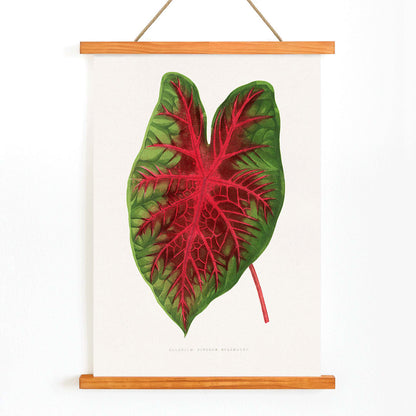 Caladium bicolor plant leaf illustration by Alexander Francis Lydon from Les Plantes a Feuillage Colore botanical poster, with wooden magnetic frame on white background