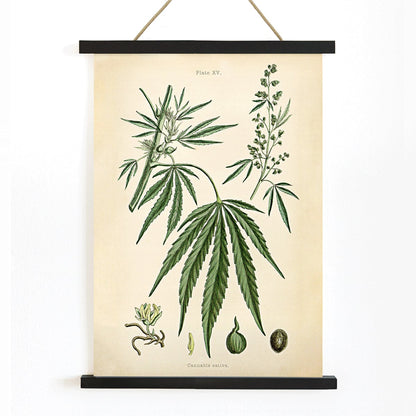 Cannabis sativa botanical illustration showing detailed plant parts leaves flowers and seeds from Cannabis Botanical Plate 2 artwork, with wooden magnetic frame on white background