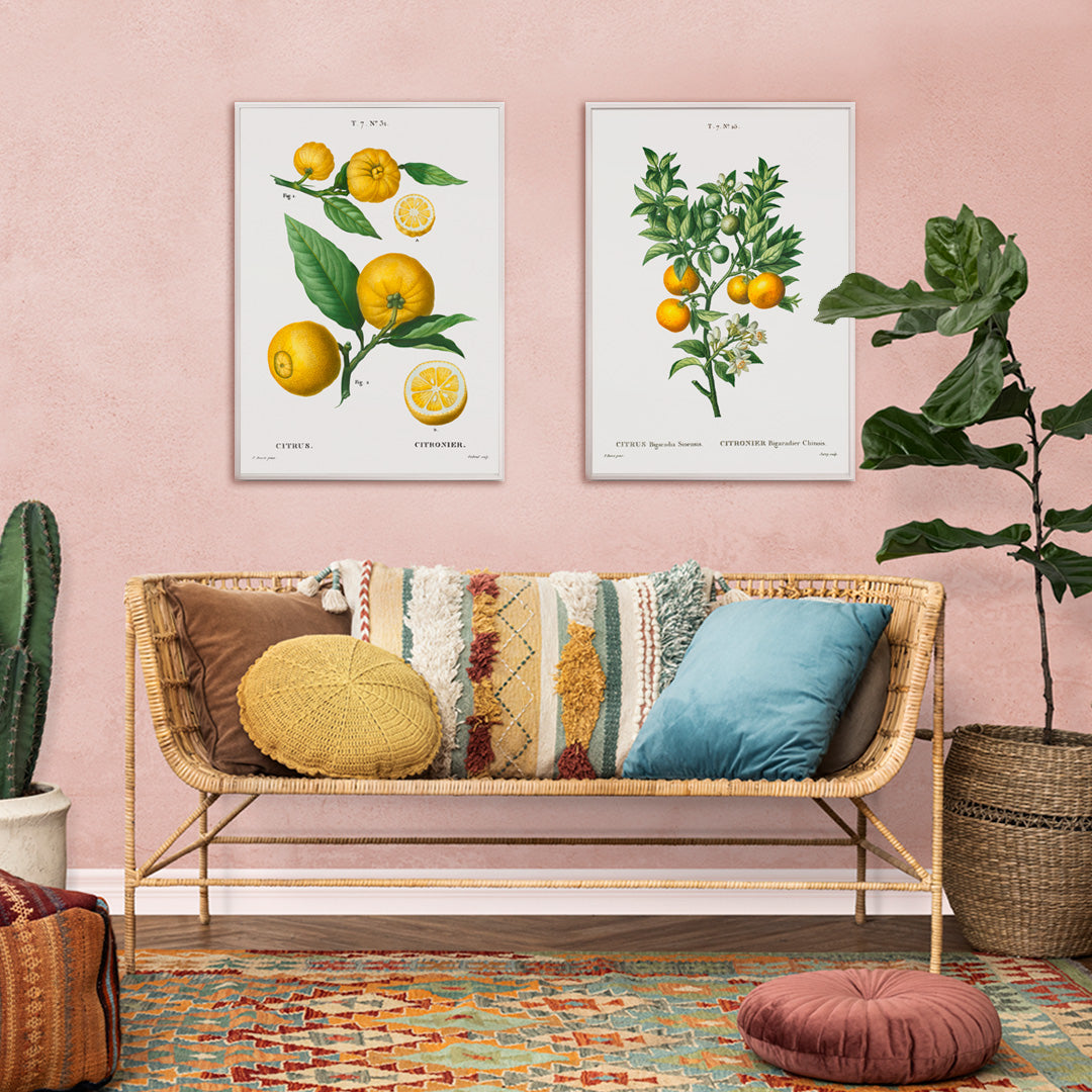 Botanical illustration of citrus fruit clusters and green leaves by Pierre-Joseph Redoute from Traite des Arbres et Arbustes, framed and displayed in home decor