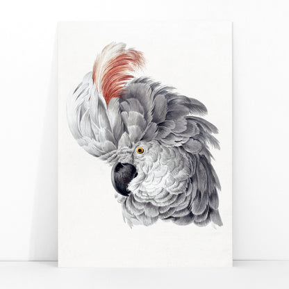 Poster with detailed illustration of a cockatoo head with vibrant plumage from Cockatoo Head artwork by Aert Schouman, framed and displayed in modern living room decor