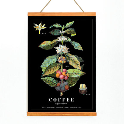 Botanical illustration poster of Coffea Arabica by Davis Sacker and Perkins showing detailed coffee plant stages, with wooden magnetic frame on white background