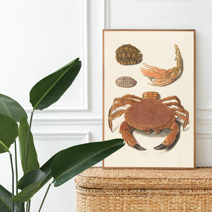 Detailed illustration of crab shells and sea creatures artwork by Johann Gustav Hoch featuring various shells and claws, framed and displayed in home decor