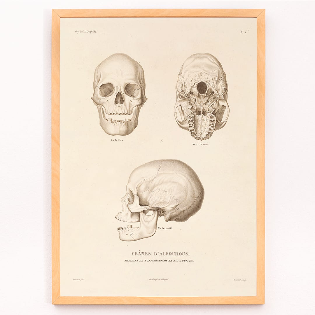 Skull illustrations by Louis-Isidore Duperrey from Voyage autour du monde Pl 104 poster and artwork, framed and displayed in modern living room decor