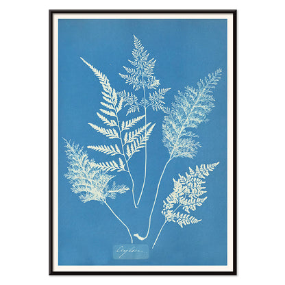 Botanical cyanotype art print titled Ceylon by Anna Atkins featuring delicate white fern leaves on a blue background, with black aluminium frame on white background