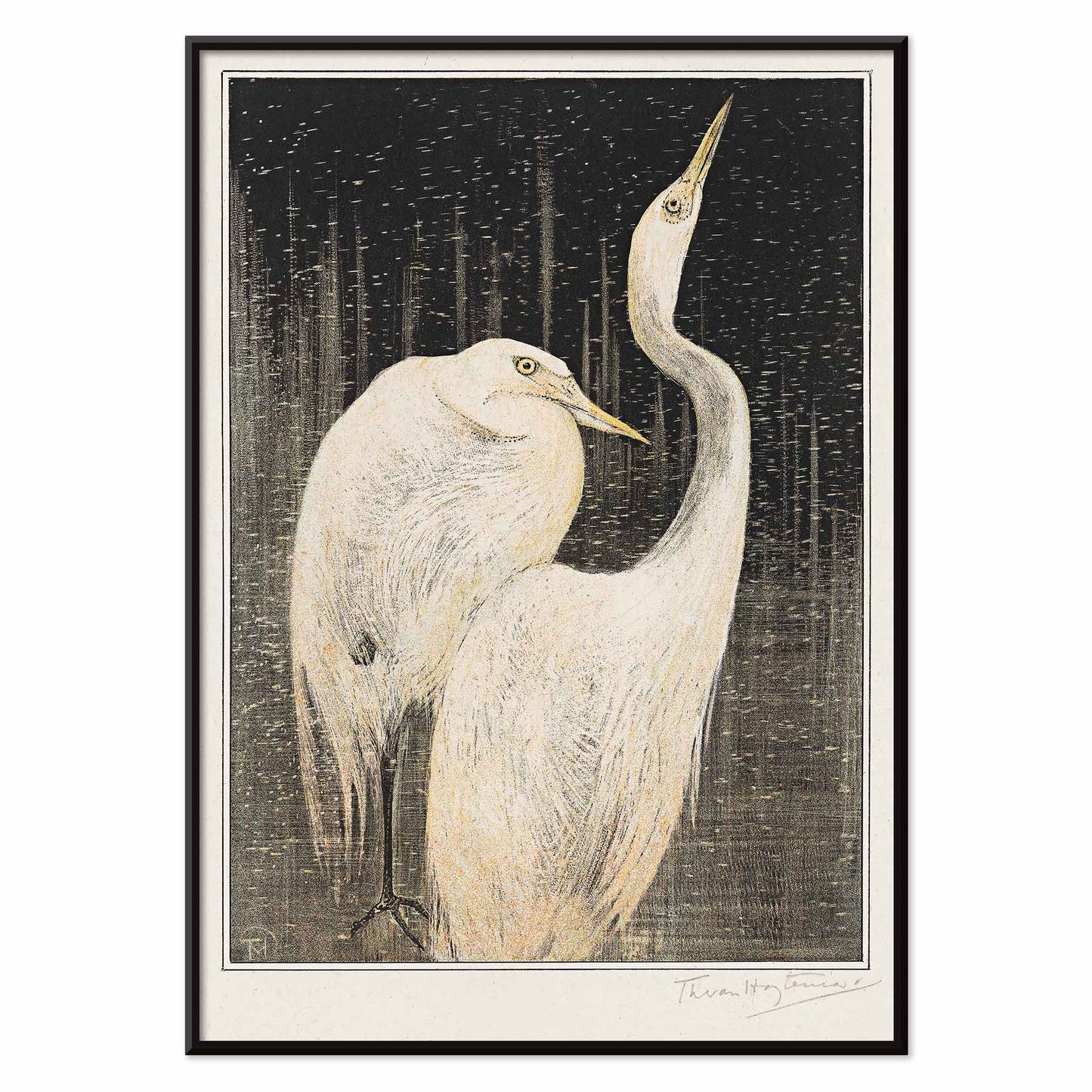 Two white herons depicted in artwork Twee zilverreigers by Theo van Hoytema poster suitable for wall decor against a dark background, with black aluminium frame on white background