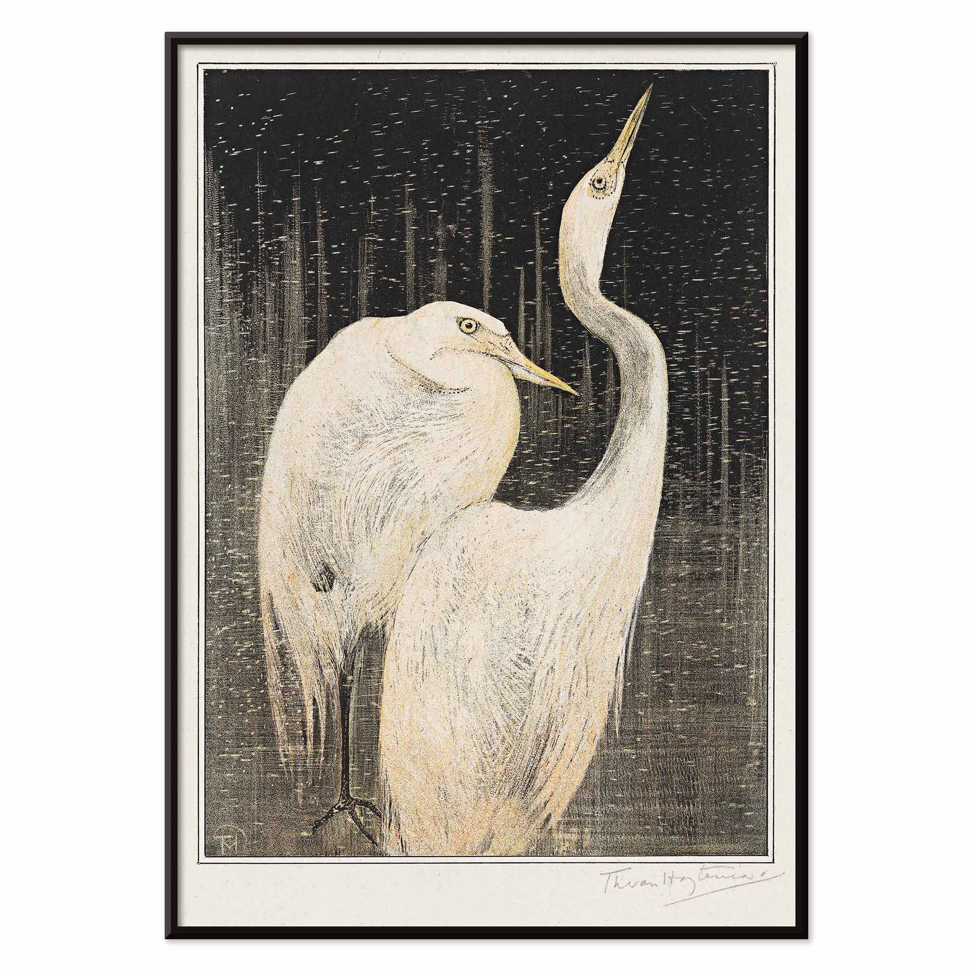 Two white herons depicted in artwork Twee zilverreigers by Theo van Hoytema poster suitable for wall decor against a dark background, with black aluminium frame on white background