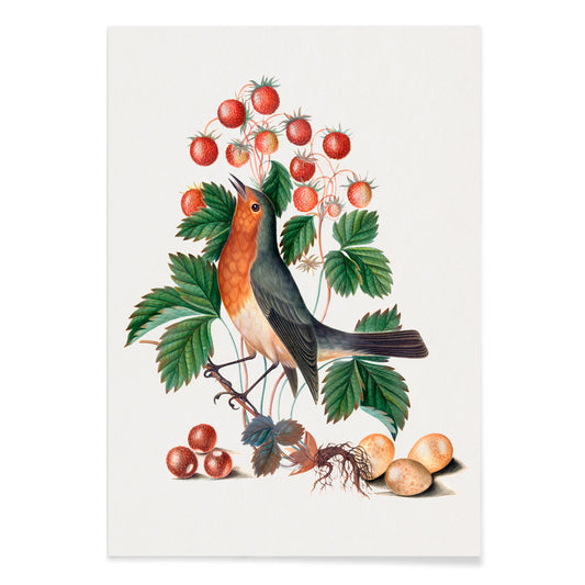 European robin with wild strawberries and eggs artwork by James Bolton from the Natural History Cabinet of Anna Blackburne poster, with black aluminium frame on white background
