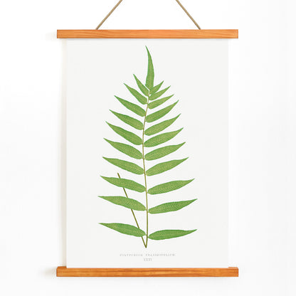 Polypodium Fraxinifolium fern botanical illustration poster by Edward Joseph Lowe from Ferns British and Exotic, with wooden magnetic frame on white background