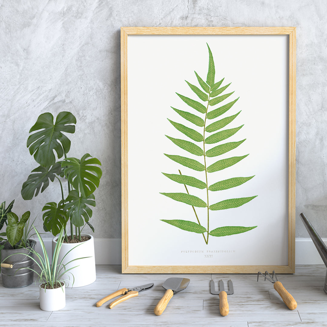Polypodium Fraxinifolium fern botanical illustration poster by Edward Joseph Lowe from Ferns British and Exotic, framed and displayed in home decor