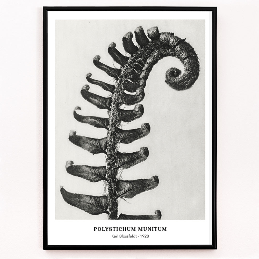 Closeup detail of Polystichum Munitum Prickly Shield Fern leaf artwork by Karl Blossfeldt from Urformen der Kunst black and white close up and enlarged poster