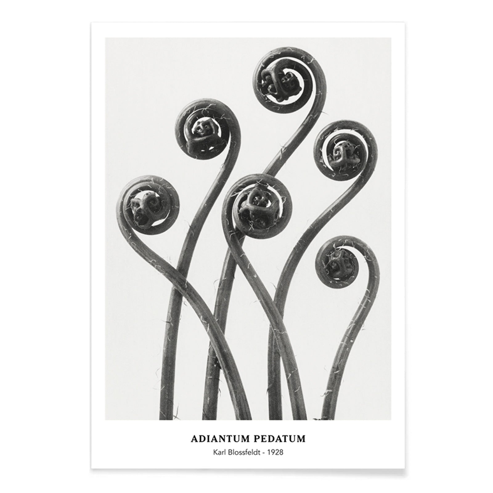 Close up and poster of young curled Adiantum pedatum American Maidenhair Fern fronds by Karl Blossfeldt from Urformen der Kunst artwork, with black aluminium frame on white background