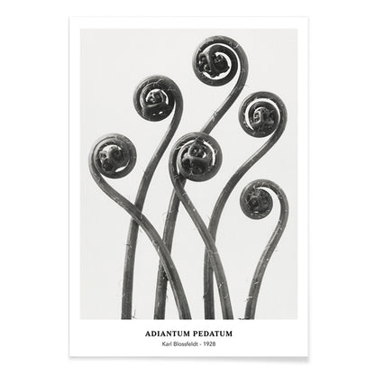Close up and poster of young curled Adiantum pedatum American Maidenhair Fern fronds by Karl Blossfeldt from Urformen der Kunst artwork, with black aluminium frame on white background