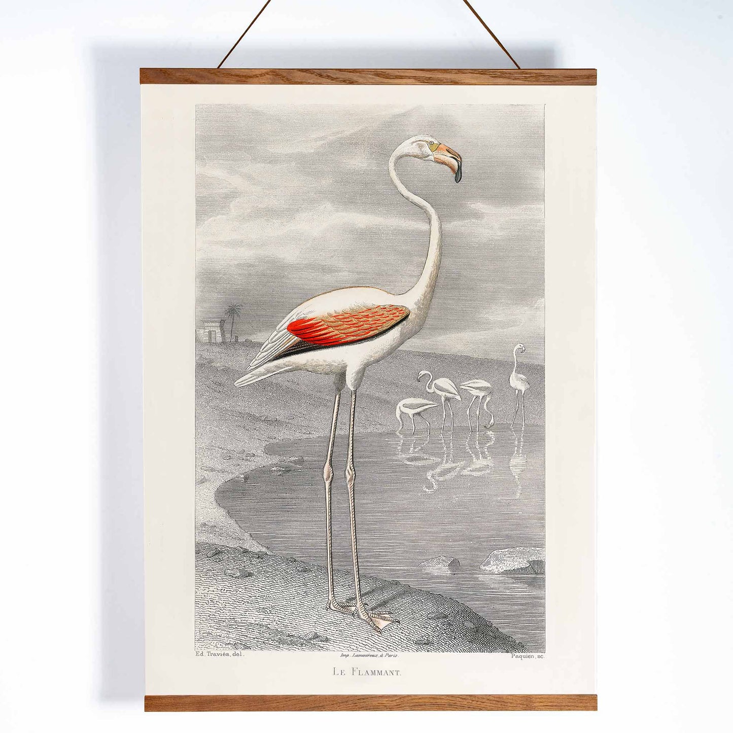 Le Flammant Flamingo by Edouard Travies white flamingo standing by water in natural habitat poster, with wooden magnetic frame on white background