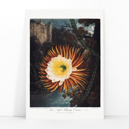 Night Blowing Cereus flower illustrated by Robert John Thornton with moonlit landscape and dramatic night background botanical art poster, framed and displayed in modern living room decor