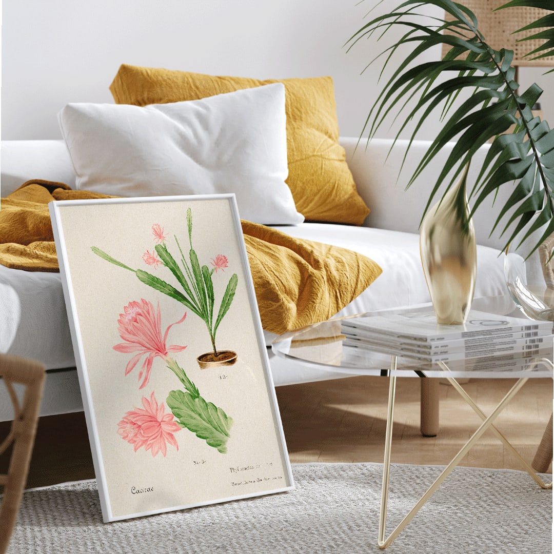 German empress cactus illustration and poster artwork Phyllocactus by Basel Botan Garten with pink flowers and green leaves, framed and displayed in home decor