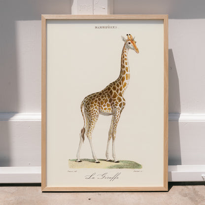 Minimalist poster of a detailed giraffe illustration from La Giraffe artwork by Florent Prevos, framed and displayed in home decor