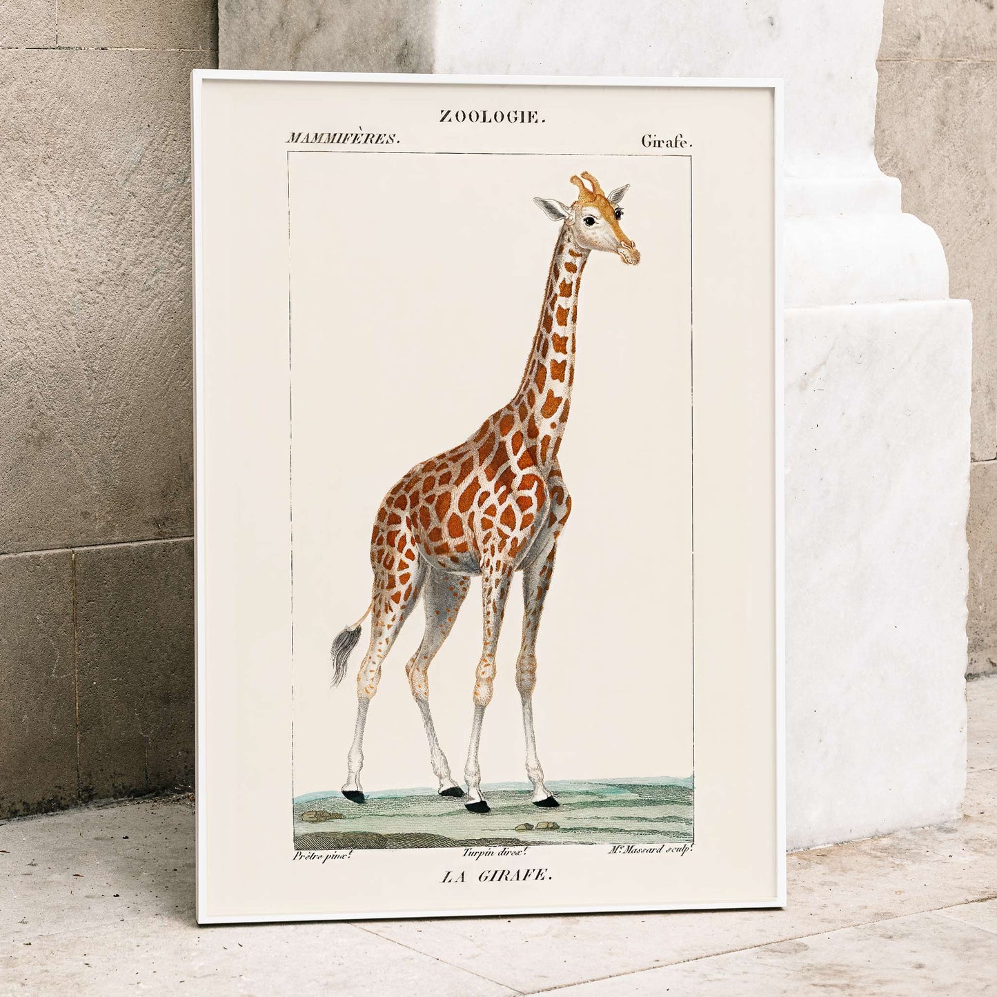 Vintage giraffe illustration by Pierre Jean Francois Turpin from Dictionnaire des Sciences Naturelles showing a giraffe standing on grass artwork La Girafe suitable for natural history decor, framed and displayed in modern living room decor