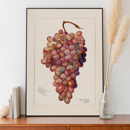 Vintage red grape cluster watercolor illustration by Amanda Almira Newton botanical accuracy poster artwork for home or kitchen wall decor, framed and displayed in home decor
