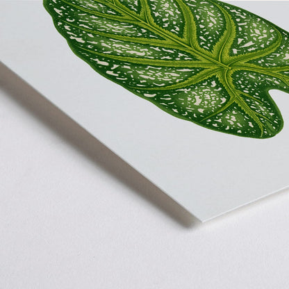Closeup detail of Green Caladium Mirabile botanical illustration poster by Benjamin Fawsett from Les Plantes a Feuillage Colore